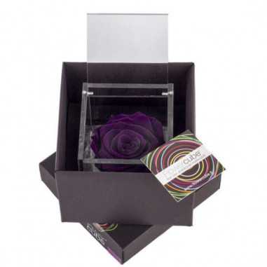FlowerCube Viola 6x6 cm shop online