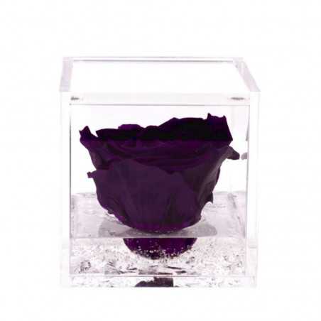 FlowerCube Viola 8x8 cm shop online