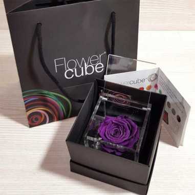 FlowerCube Viola 8x8 cm shop online