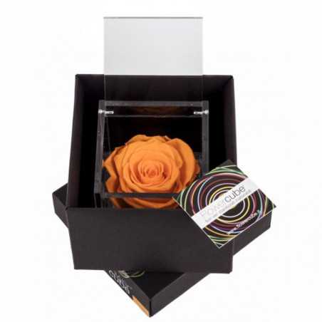 FlowerCube Arancio 6x6 cm shop online FlowerCube Arancio 6x6 cm shop online