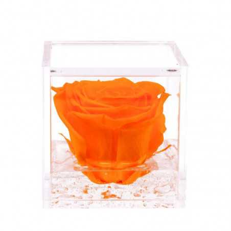 FlowerCube Arancio 6x6 cm shop online FlowerCube Arancio 6x6 cm shop online