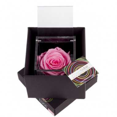 FlowerCube Rosa 8x8 cm shop online