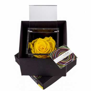 FlowerCube Giallo 8x8 cm shop online