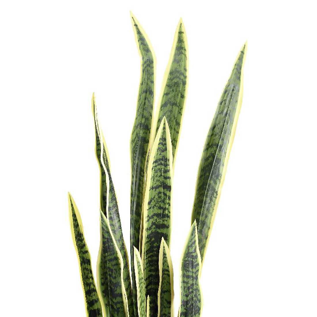 Pianta di Sanseveria artificiale shop online Pianta di Sanseveria artificiale shop online