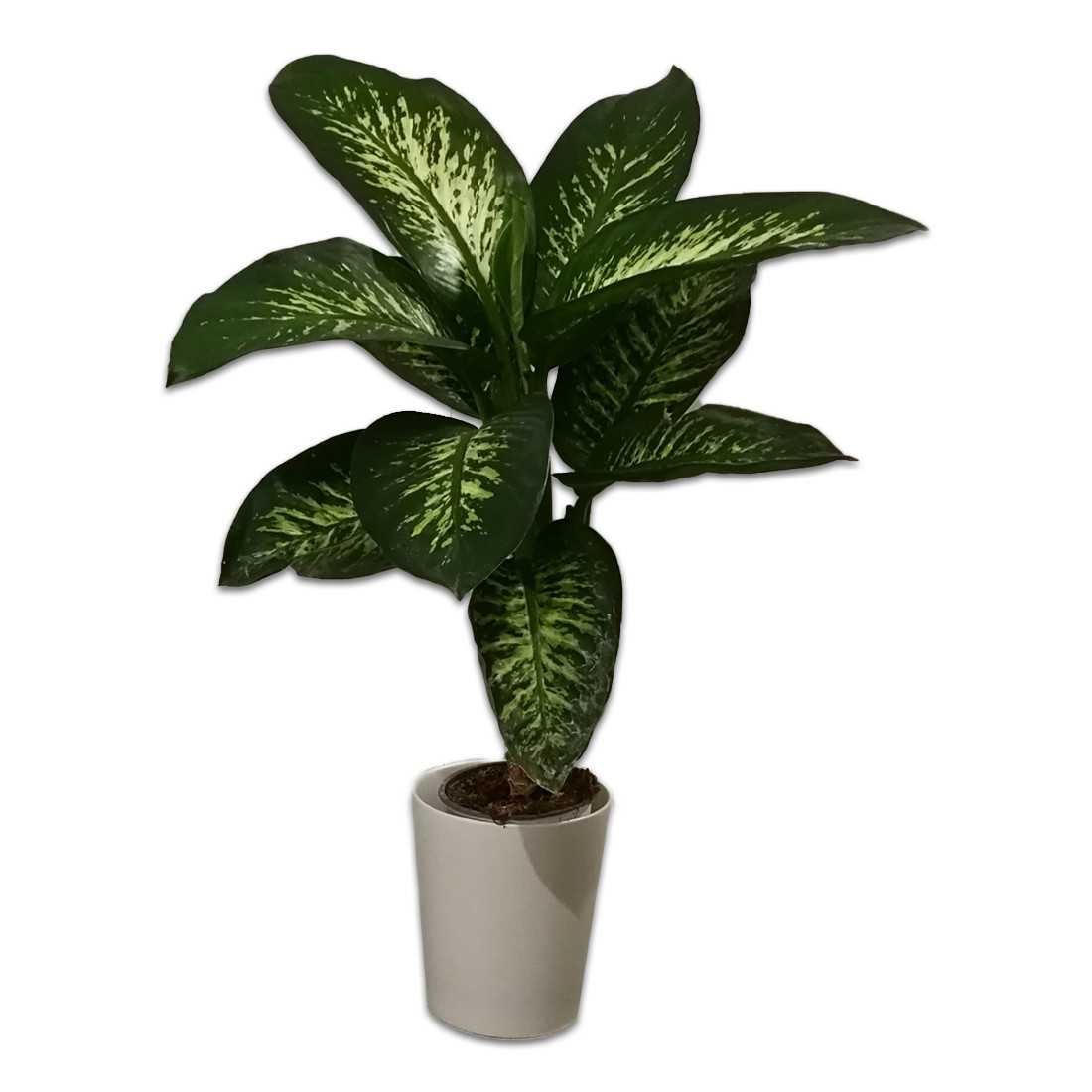Dieffenbachia Tropic h c.a 80/90 shop online