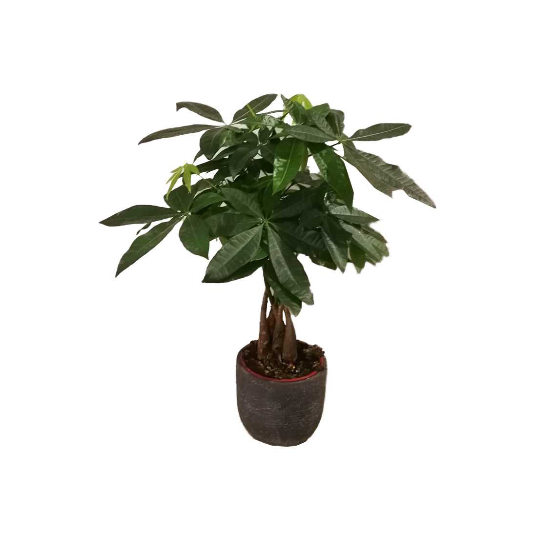 Pachira Acquatica h c.a 60cm con vaso cemento shop online