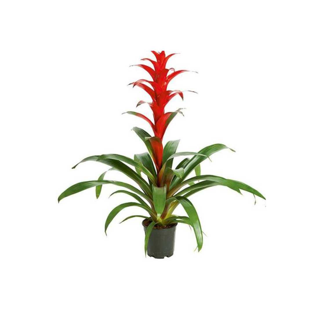 Guzmania h c.a. 60cm shop online