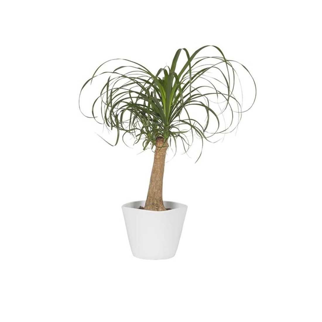 Beaucarnea Recurvata h 80cm shop online
