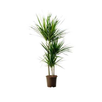 Dracena Marginata h c.a. 110cm shop online