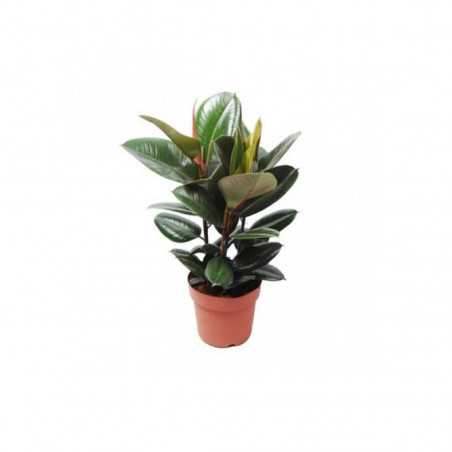 Ficus Robusta h c.a. 70cm shop online